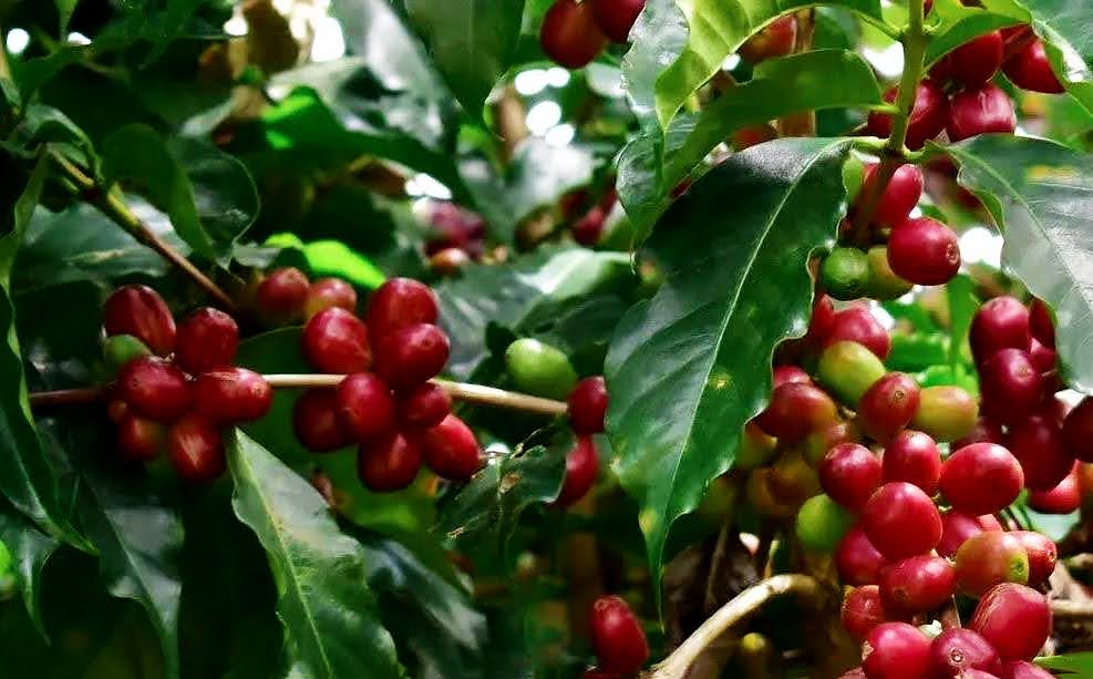 Ethiopia Yirgacheffe